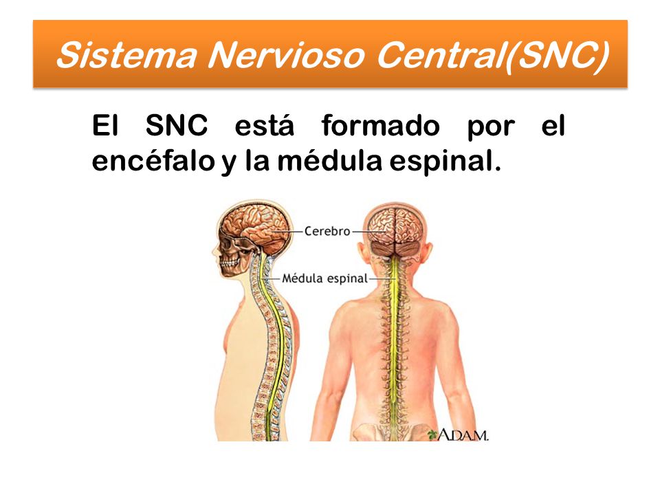 Sistema Nervioso Central(SNC)