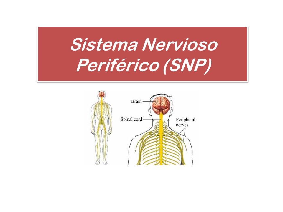 Sistema Nervioso Periférico (SNP)