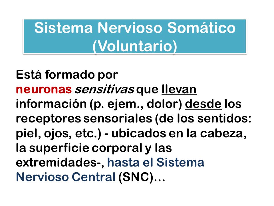 Sistema Nervioso Somático (Voluntario)