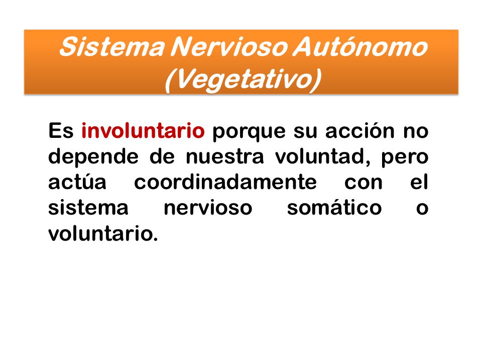Sistema Nervioso Autónomo (Vegetativo)