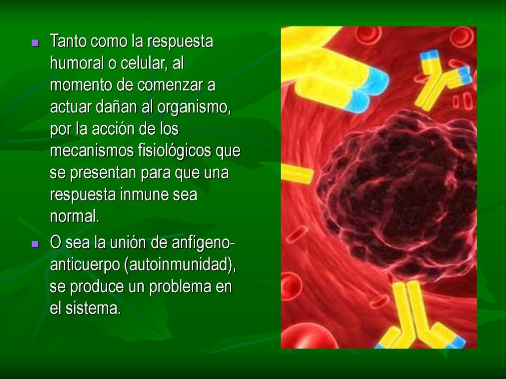 Tanto como la respuesta humoral o celular, al momento de comenzar a actuar dañan al organismo, por la acción de los mecanismos fisiológicos que se presentan para que una respuesta inmune sea normal.
