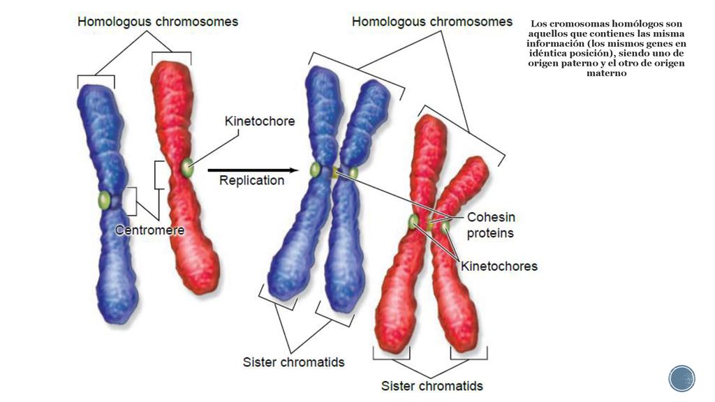 Los cromosomas homólogos son aquellos que contienes las misma información (los mismos genes en idéntica posición), siendo uno de origen paterno y el otro de origen materno