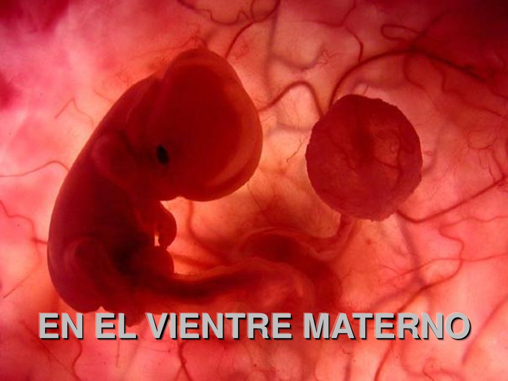Um feto de poucas semanas encontra-se no interior do útero de sua mãe.