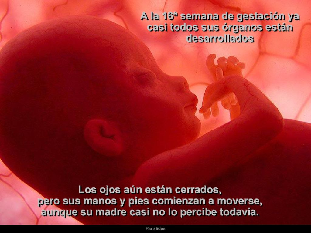 A la 16ª semana de gestación ya casi todos sus órganos están desarrollados