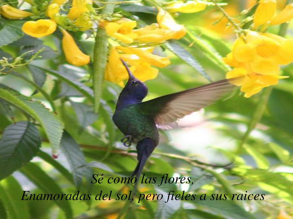 Sé como las flores, Enamoradas del sol, pero fieles a sus raices