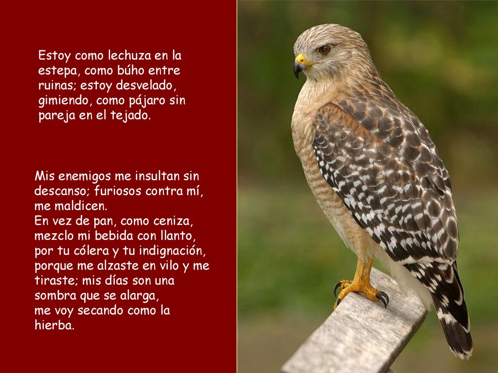 Estoy como lechuza en la estepa, como búho entre ruinas; estoy desvelado, gimiendo, como pájaro sin pareja en el tejado.