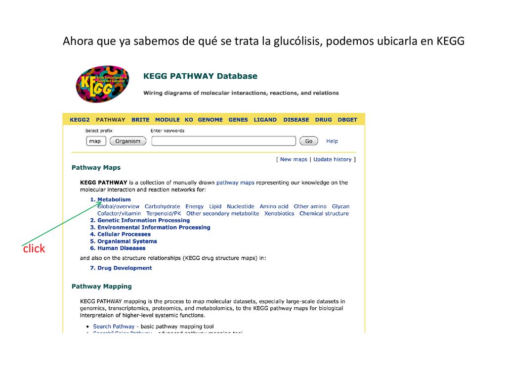 Ahora que ya sabemos de qué se trata la glucólisis, podemos ubicarla en KEGG