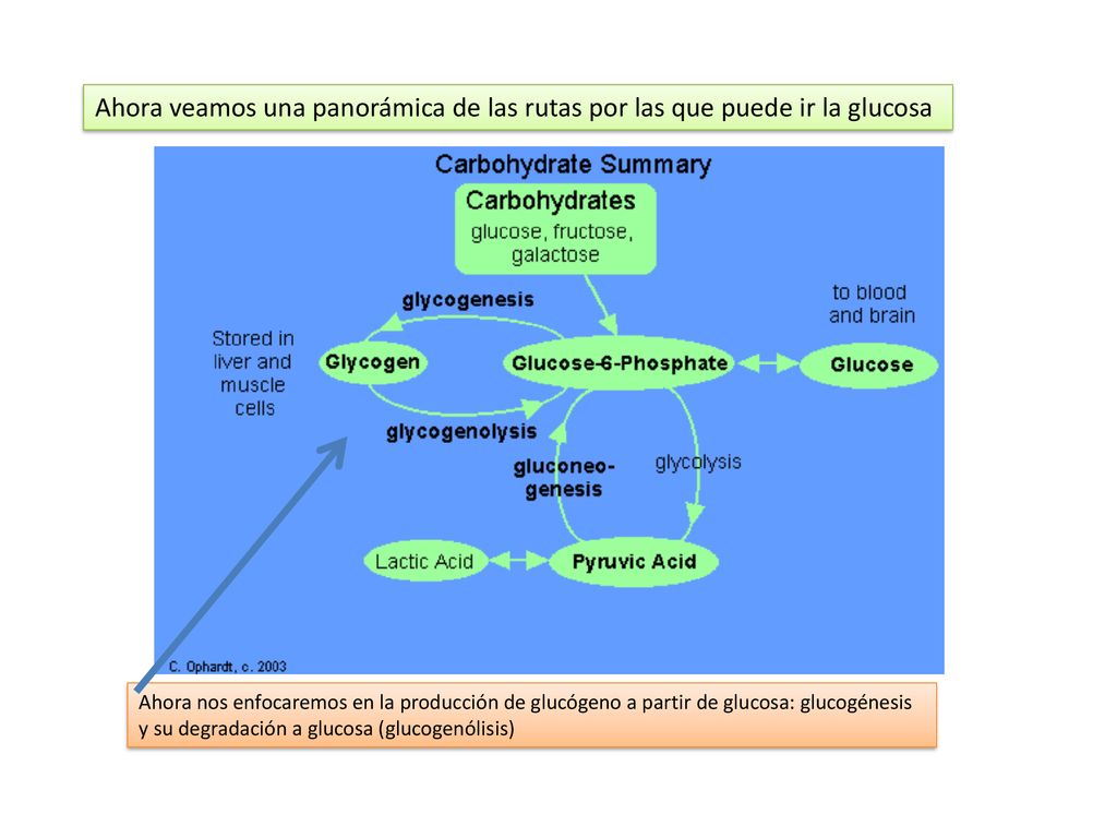 Ahora veamos una panorámica de las rutas por las que puede ir la glucosa