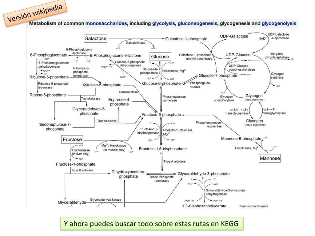 Versión wikipedia Y ahora puedes buscar todo sobre estas rutas en KEGG
