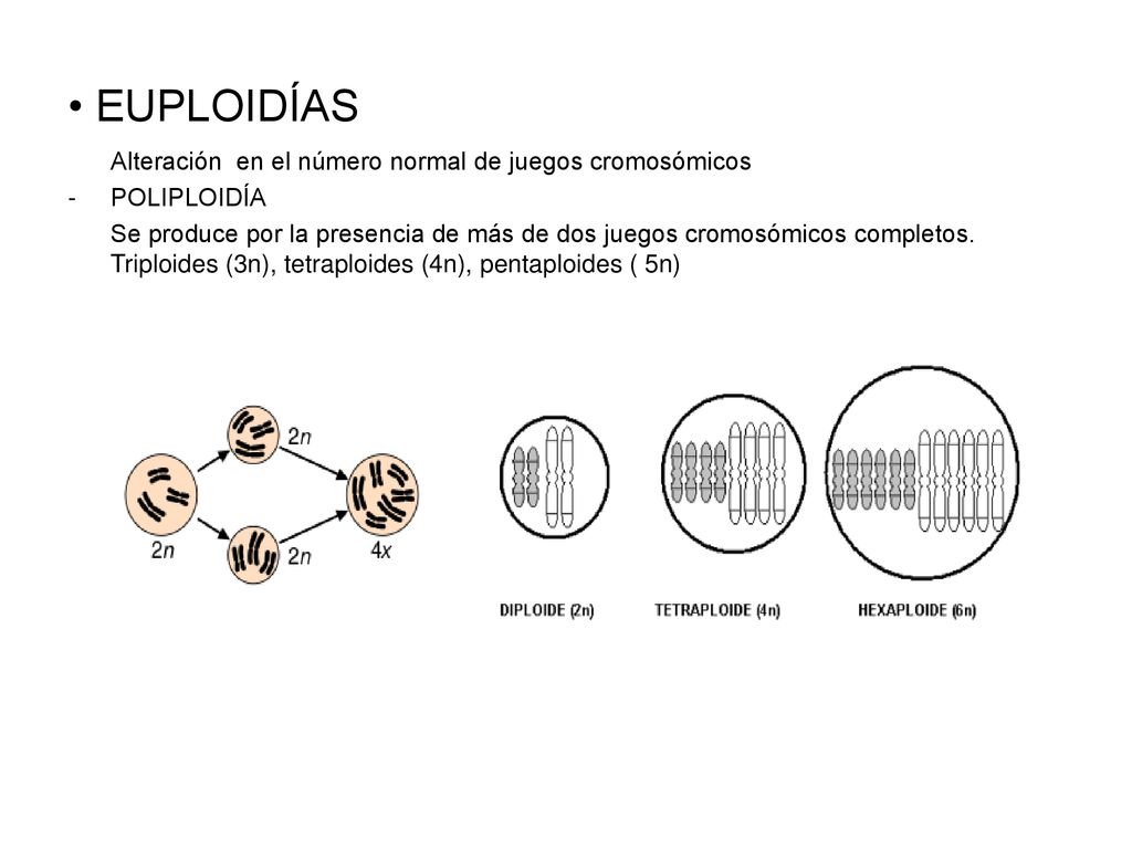 EUPLOIDÍAS Alteración en el número normal de juegos cromosómicos