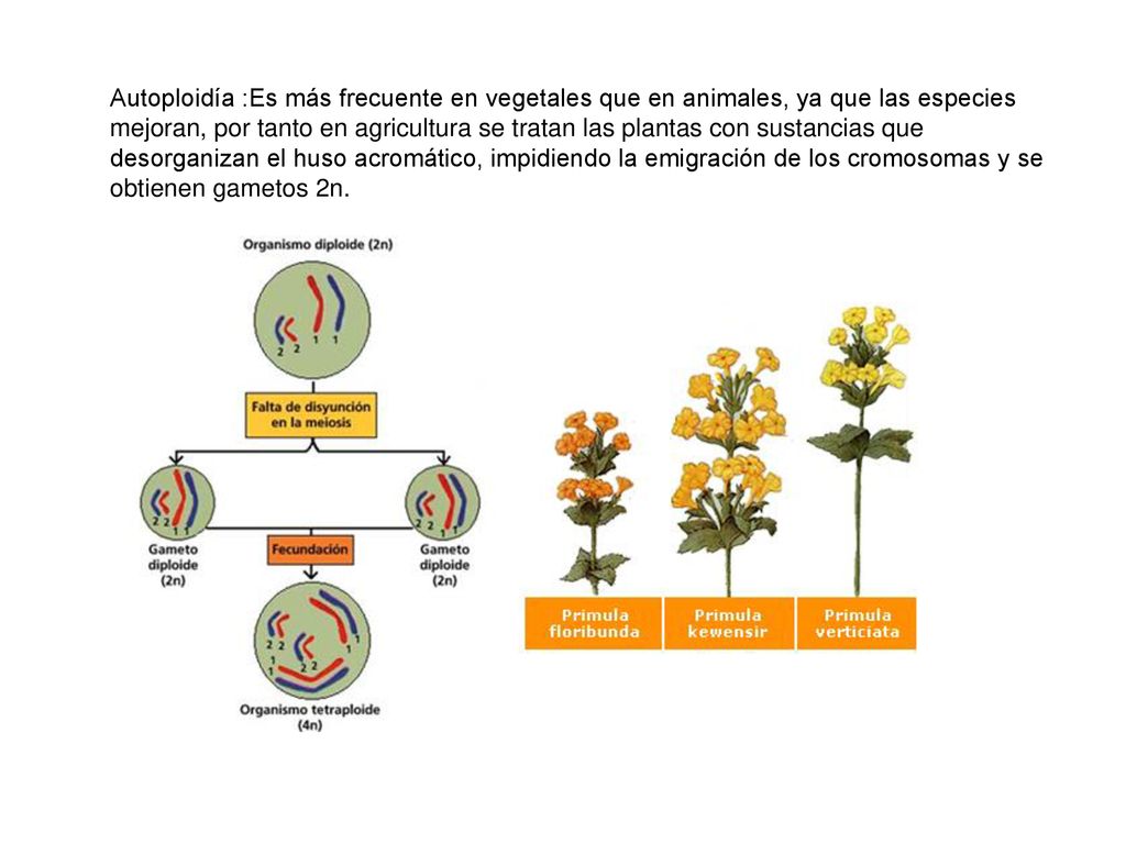 Autoploidía :Es más frecuente en vegetales que en animales, ya que las especies mejoran, por tanto en agricultura se tratan las plantas con sustancias que desorganizan el huso acromático, impidiendo la emigración de los cromosomas y se obtienen gametos 2n.