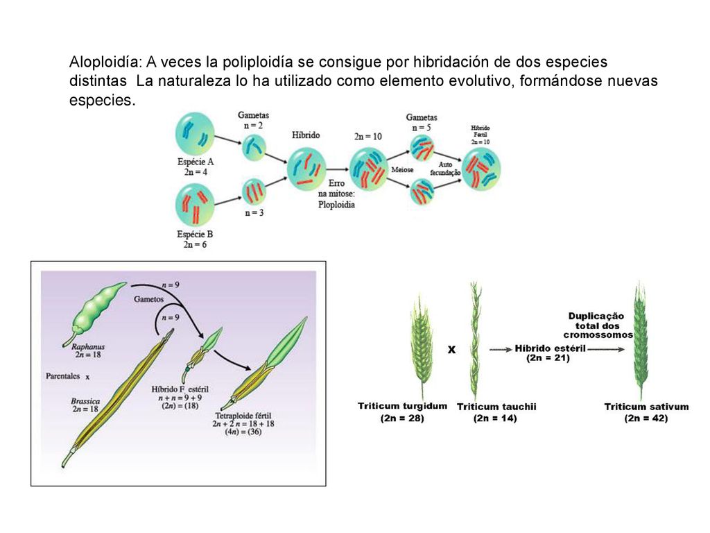 Aloploidía: A veces la poliploidía se consigue por hibridación de dos especies distintas La naturaleza lo ha utilizado como elemento evolutivo, formándose nuevas especies.