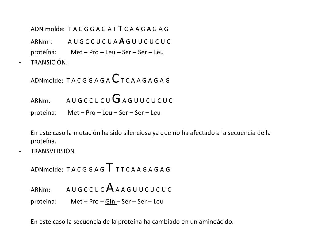 ADN molde: T A C G G A G A T T C A A G A G A G