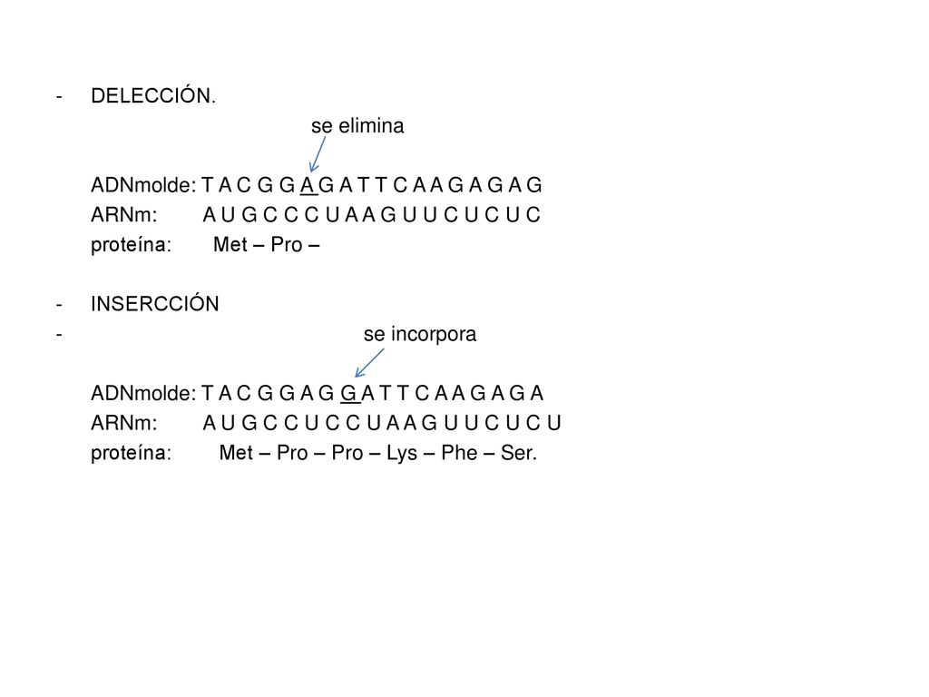 DELECCIÓN. se elimina. ADNmolde: T A C G G A G A T T C A A G A G A G. ARNm: A U G C C C U A A G U U C U C U C.