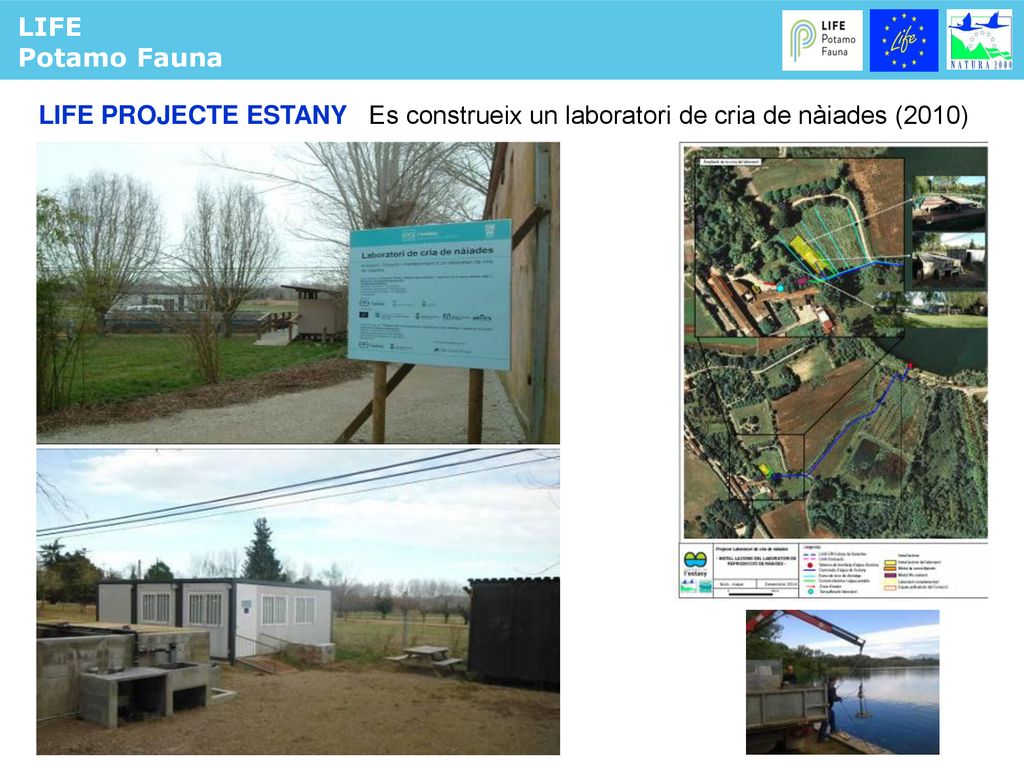 LIFE Potamo Fauna. LIFE PROJECTE ESTANY Es construeix un laboratori de cria de nàiades (2010) 13.