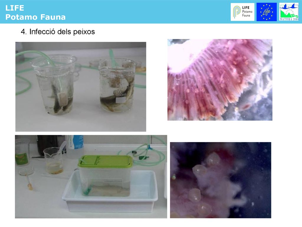 LIFE Potamo Fauna PROTOCOL DE CRIA 4. Infecció dels peixos