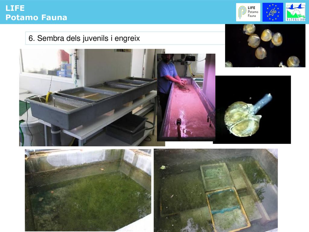 LIFE Potamo Fauna PROTOCOL DE CRIA 6. Sembra dels juvenils i engreix