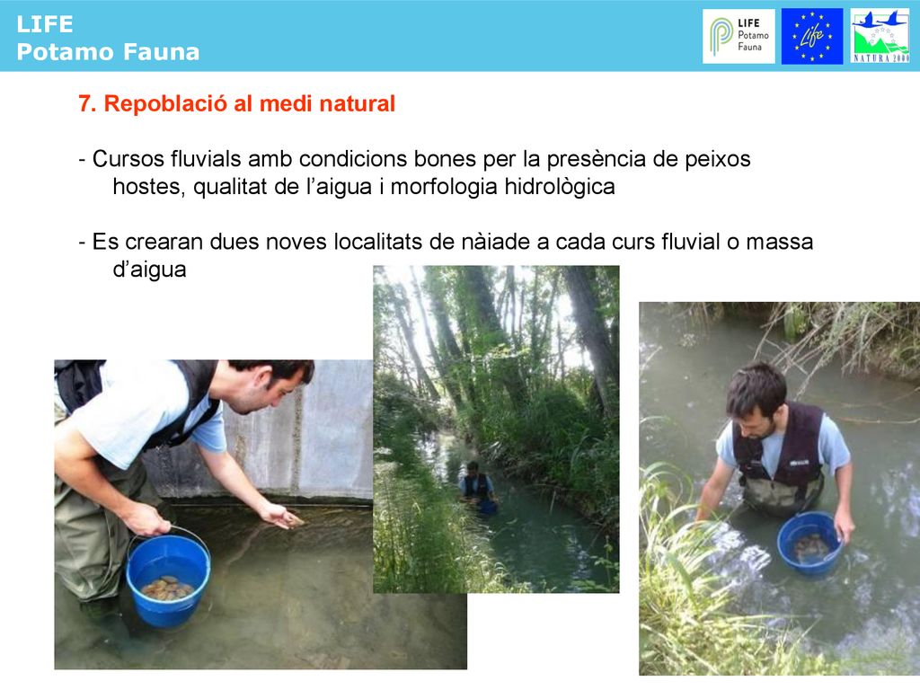 PROTOCOL DE CRIA LIFE Potamo Fauna 7. Repoblació al medi natural