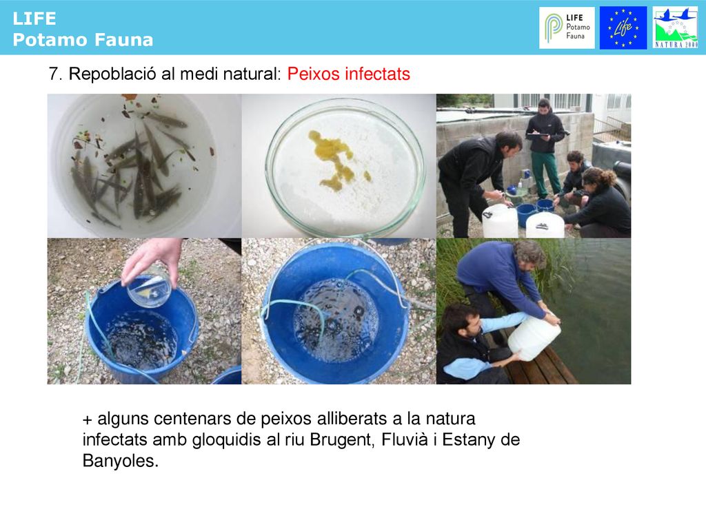 LIFE Potamo Fauna. 7. Repoblació al medi natural: Peixos infectats.