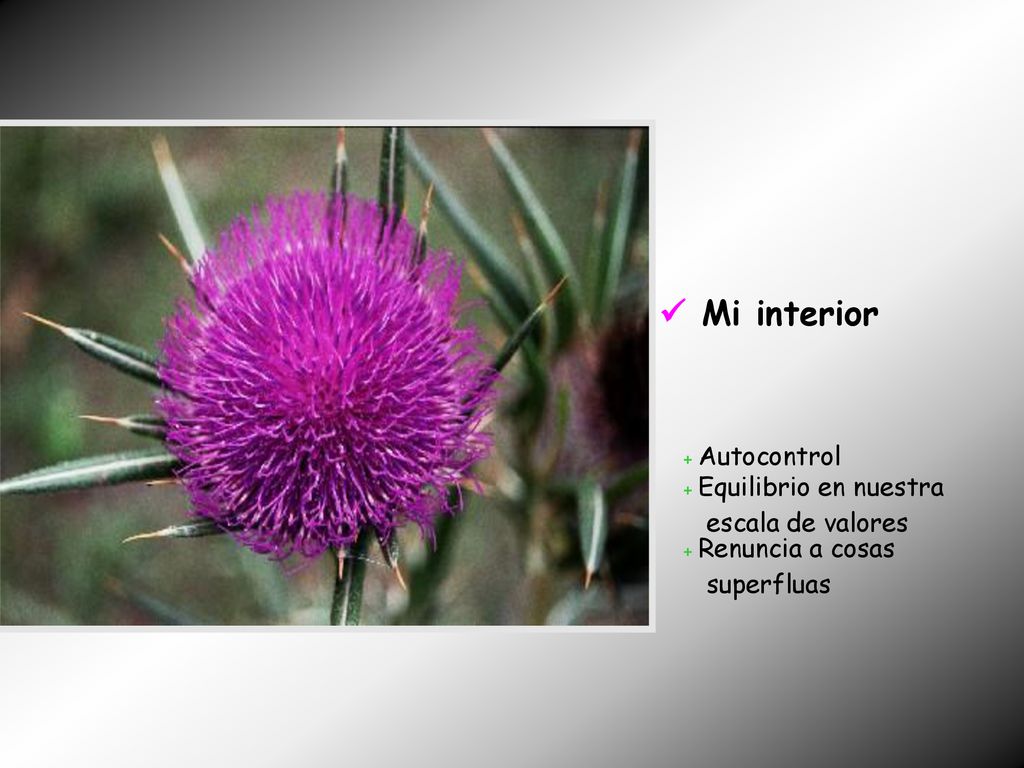  Mi interior + Autocontrol + Equilibrio en nuestra escala de valores