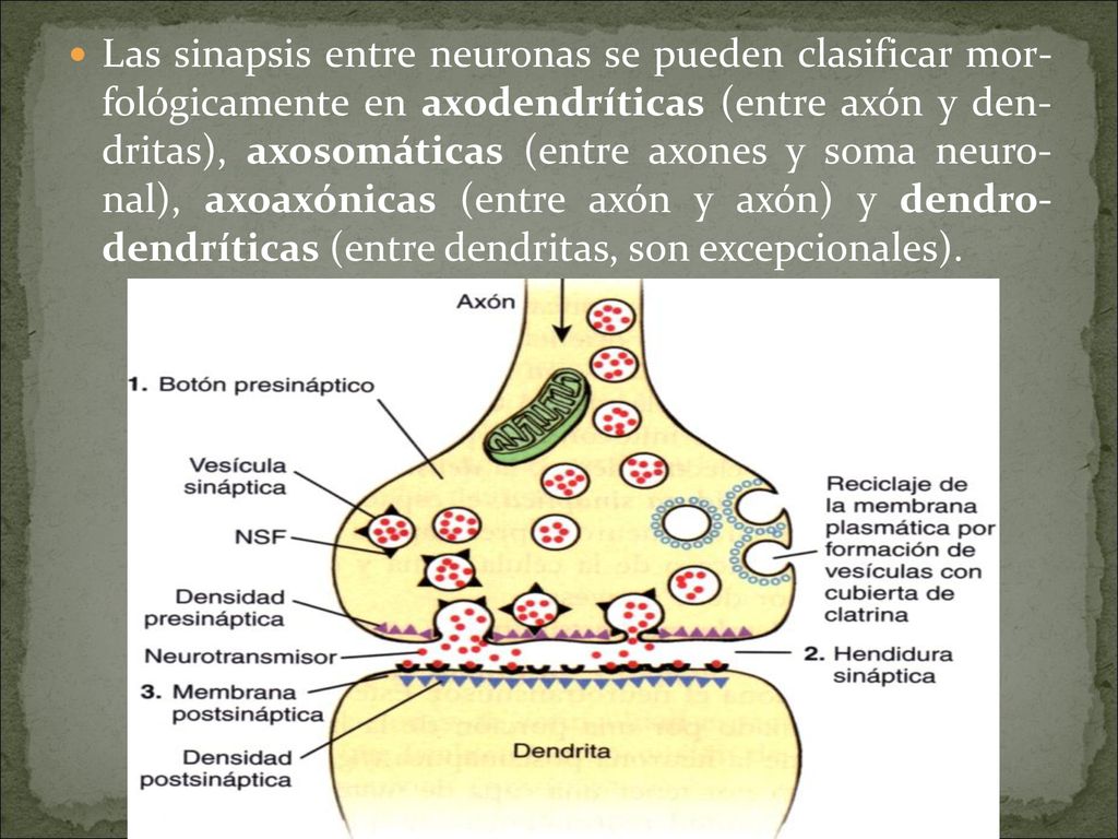 Las sinapsis entre neuronas se pueden clasificar mor- fológicamente en axodendríticas (entre axón y den- dritas), axosomáticas (entre axones y soma neuro- nal), axoaxónicas (entre axón y axón) y dendro- dendríticas (entre dendritas, son excepcionales).
