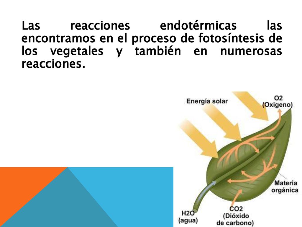 Las reacciones endotérmicas las encontramos en el proceso de fotosíntesis de los vegetales y también en numerosas reacciones.