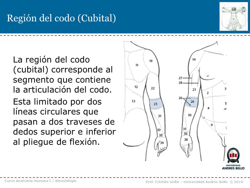 Región del codo (Cubital)