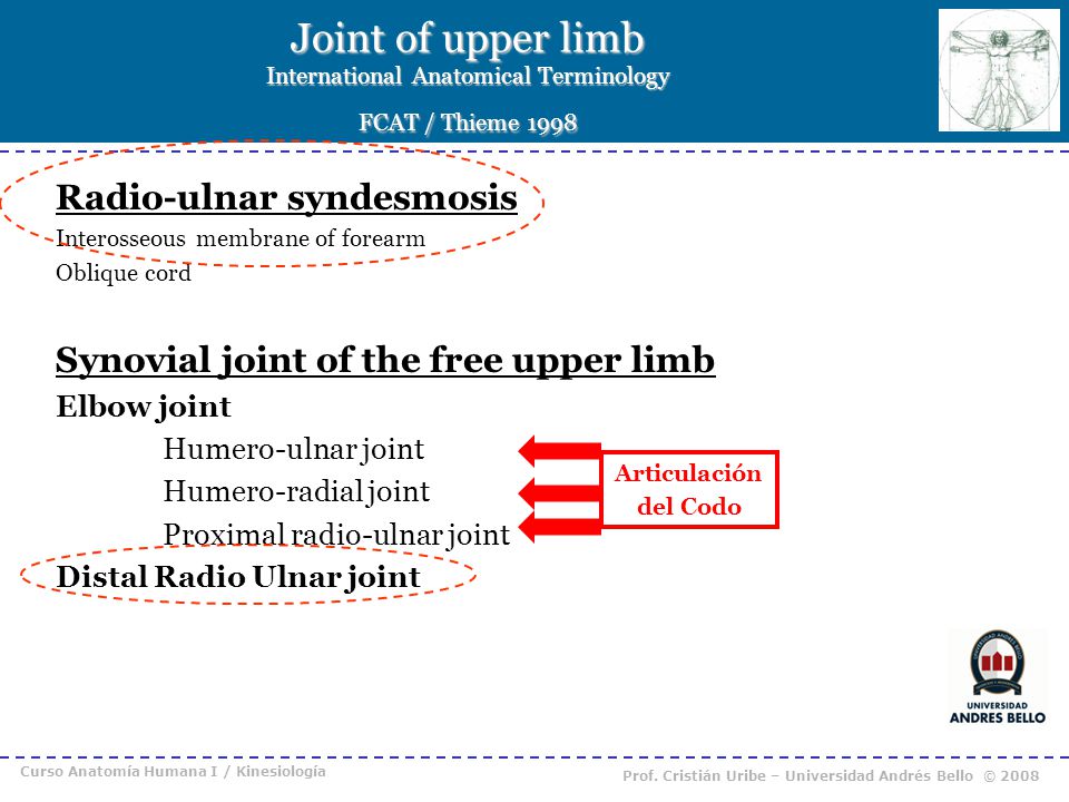 Joint of upper limb International Anatomical Terminology FCAT / Thieme 1998