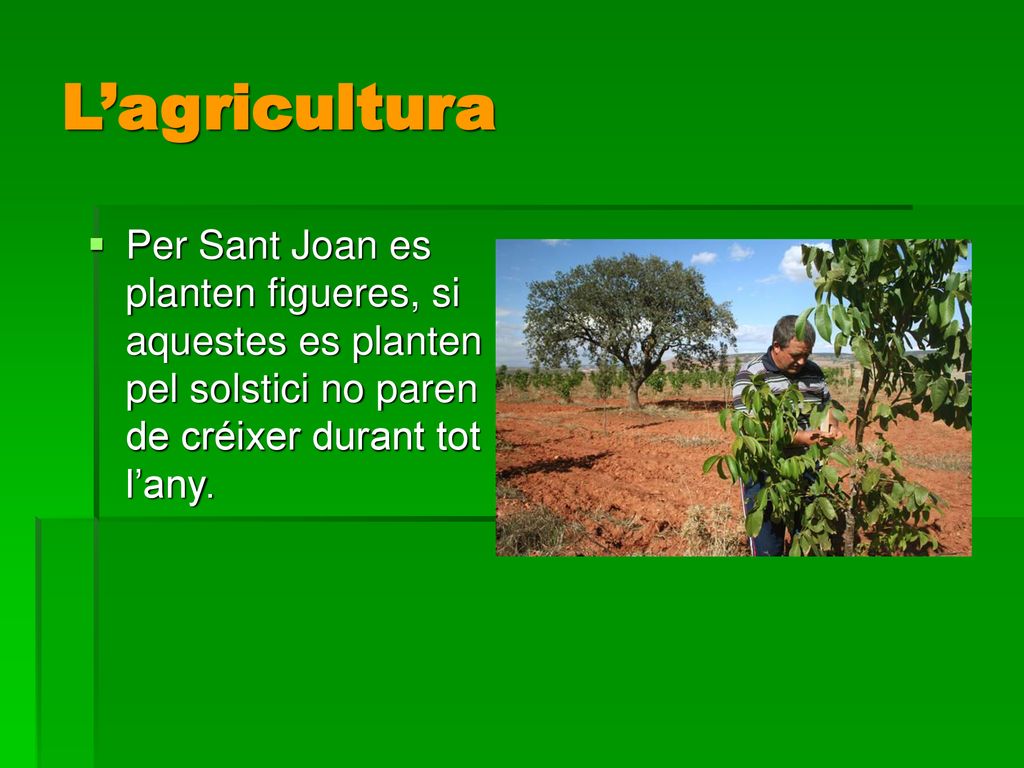 L’agricultura Per Sant Joan es planten figueres, si aquestes es planten pel solstici no paren de créixer durant tot l’any.