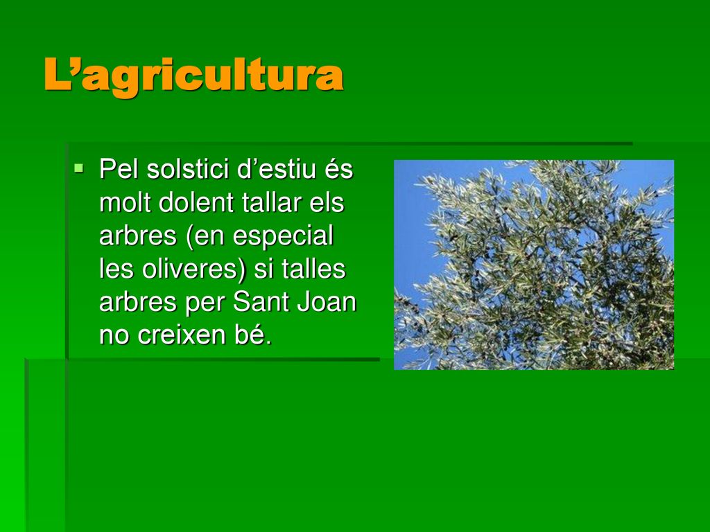 L’agricultura Pel solstici d’estiu és molt dolent tallar els arbres (en especial les oliveres) si talles arbres per Sant Joan no creixen bé.