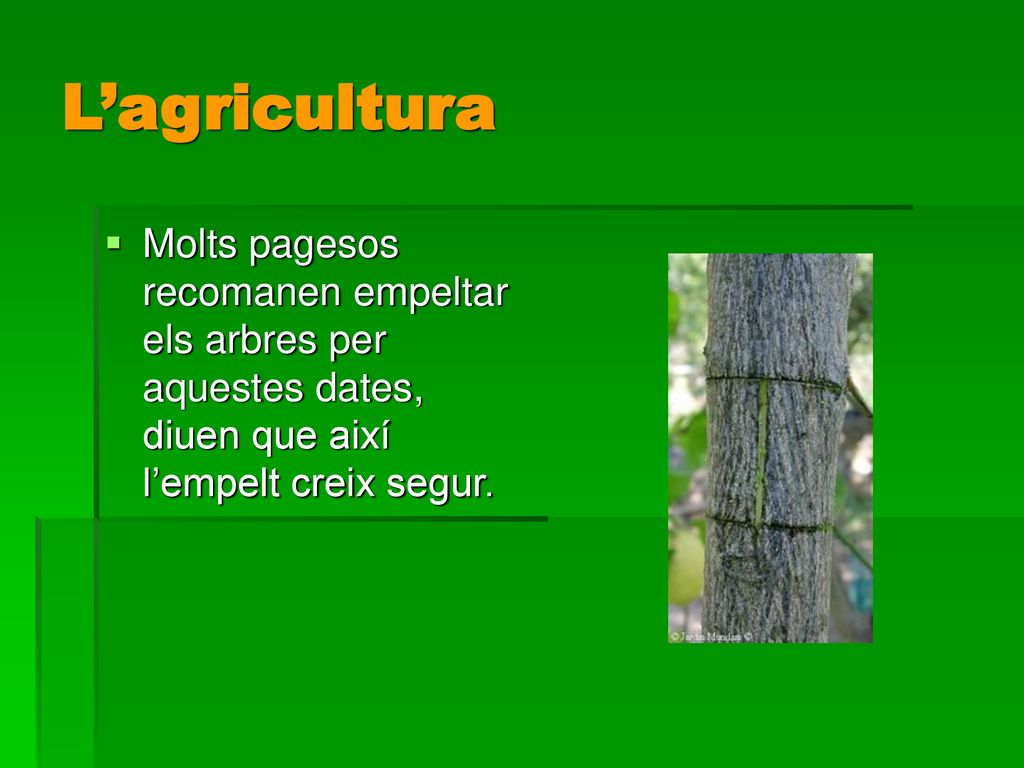 L’agricultura Molts pagesos recomanen empeltar els arbres per aquestes dates, diuen que així l’empelt creix segur.