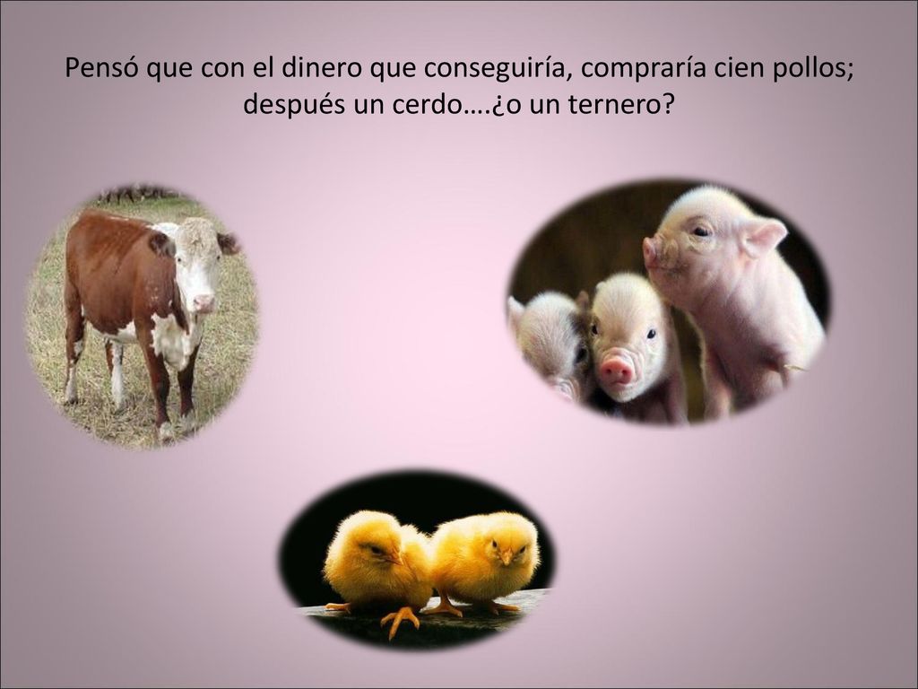 Pensó que con el dinero que conseguiría, compraría cien pollos; después un cerdo….¿o un ternero