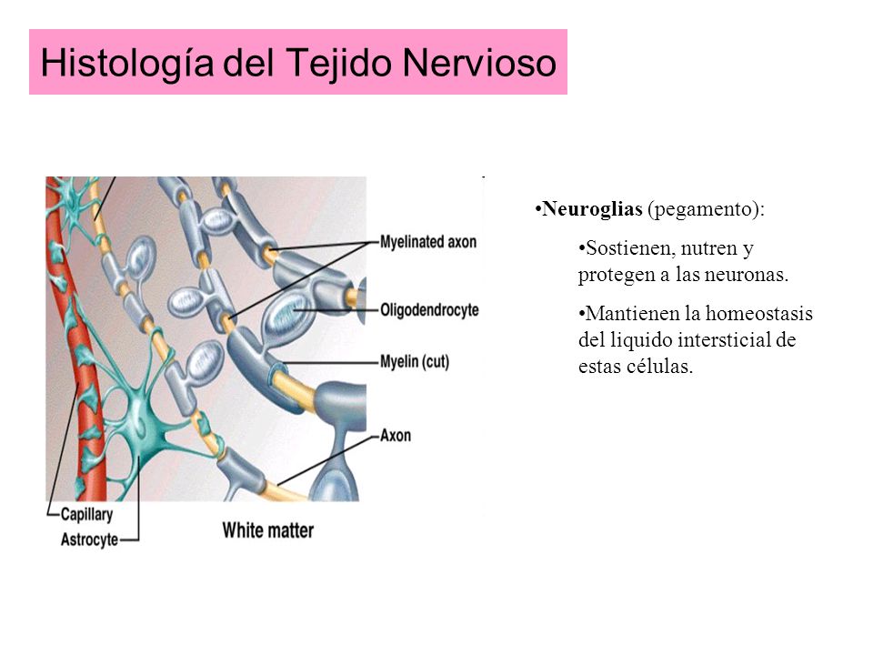 Histología del Tejido Nervioso