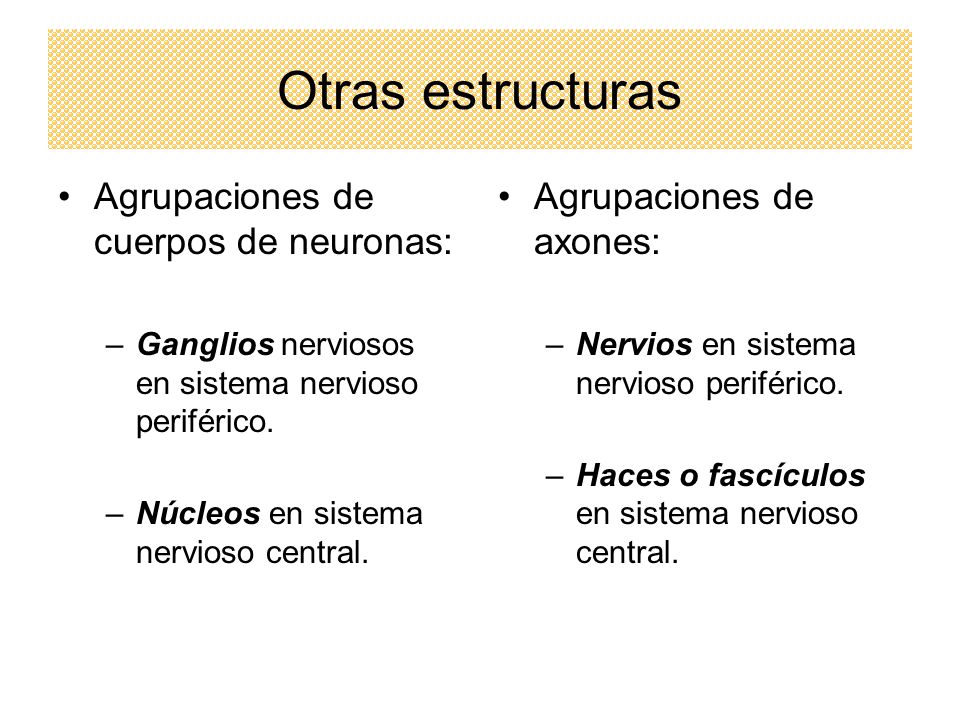 Otras estructuras Agrupaciones de cuerpos de neuronas: