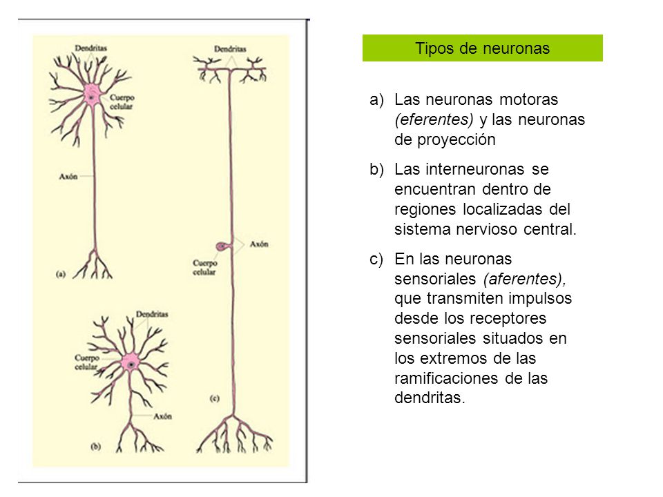 Tipos de neuronas Las neuronas motoras (eferentes) y las neuronas de proyección.