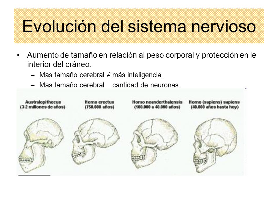 Evolución del sistema nervioso