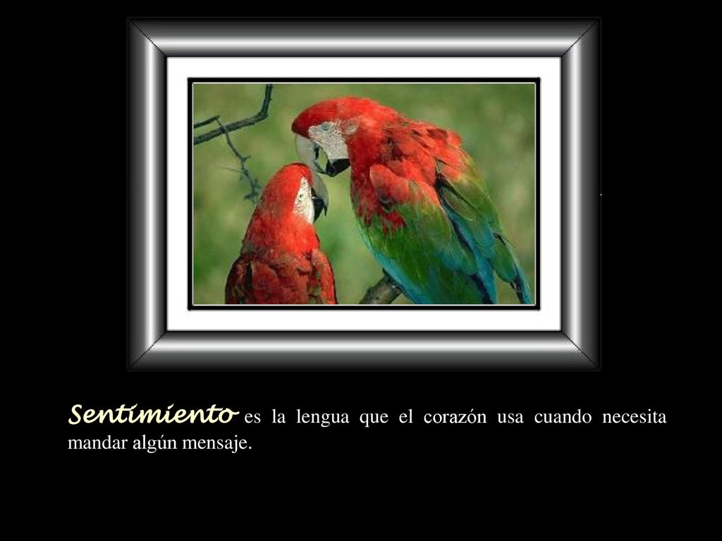 Sentimiento es la lengua que el corazón usa cuando necesita mandar algún mensaje.