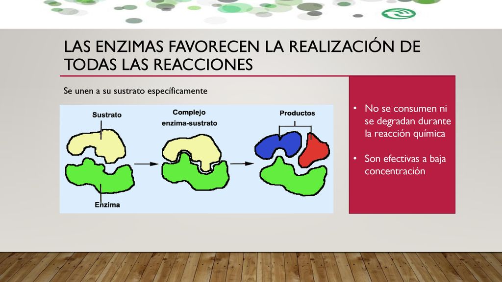 Las Enzimas favorecen la realización de todas las reacciones