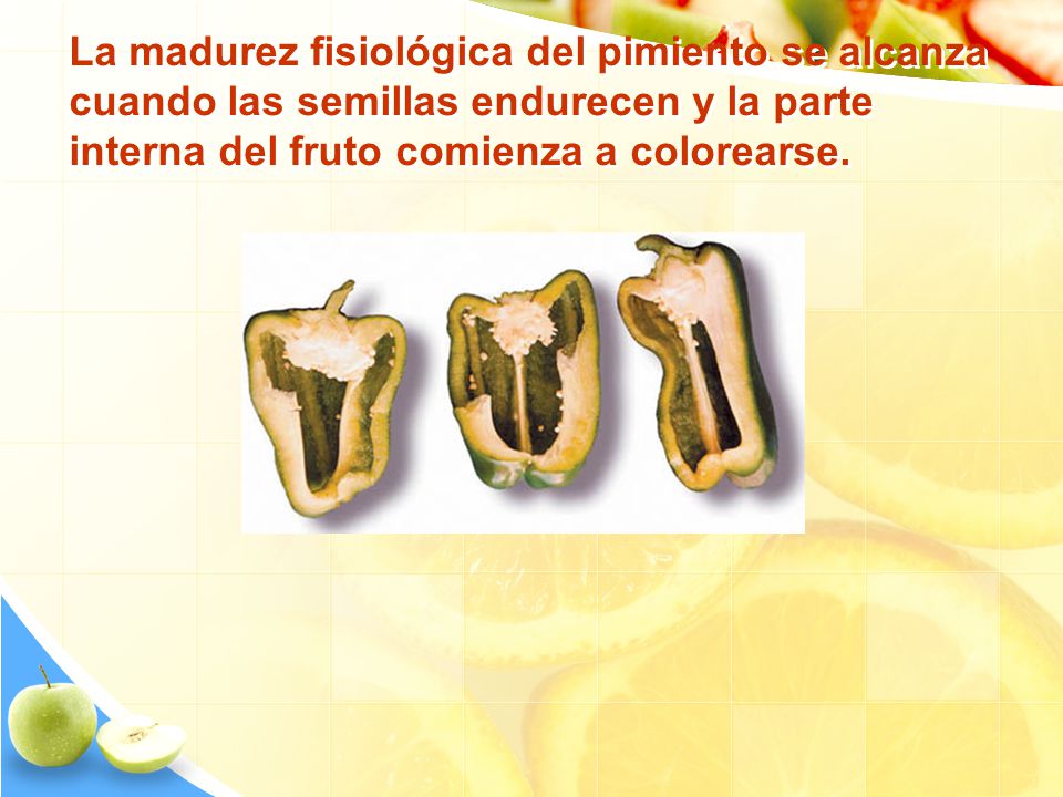 La madurez fisiológica del pimiento se alcanza cuando las semillas endurecen y la parte interna del fruto comienza a colorearse.