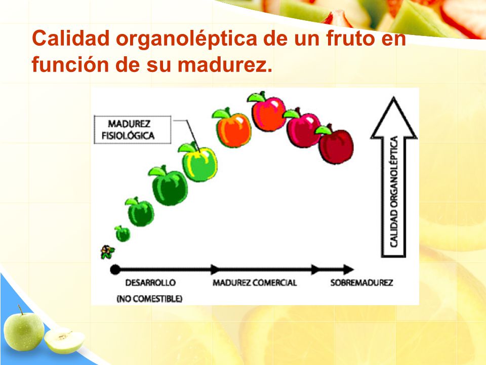 Calidad organoléptica de un fruto en función de su madurez.