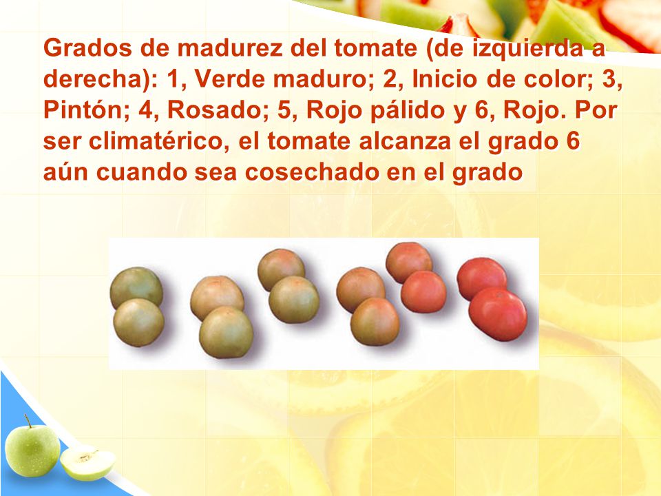 Grados de madurez del tomate (de izquierda a derecha): 1, Verde maduro; 2, Inicio de color; 3, Pintón; 4, Rosado; 5, Rojo pálido y 6, Rojo.