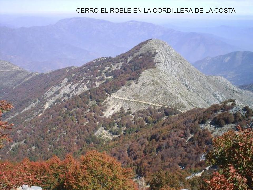 CERRO EL ROBLE EN LA CORDILLERA DE LA COSTA