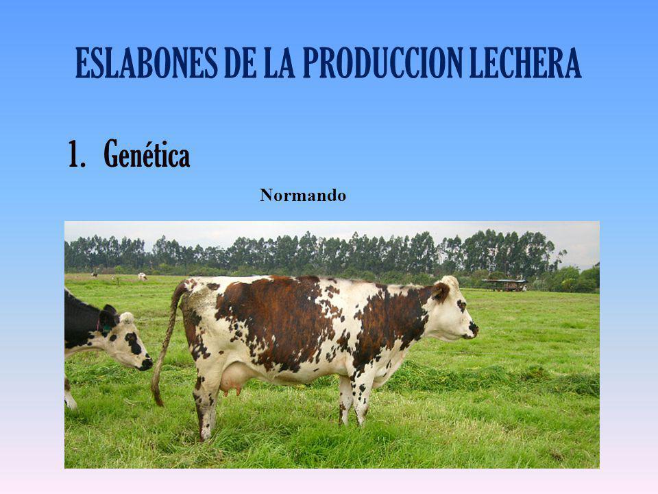 ESLABONES DE LA PRODUCCION LECHERA