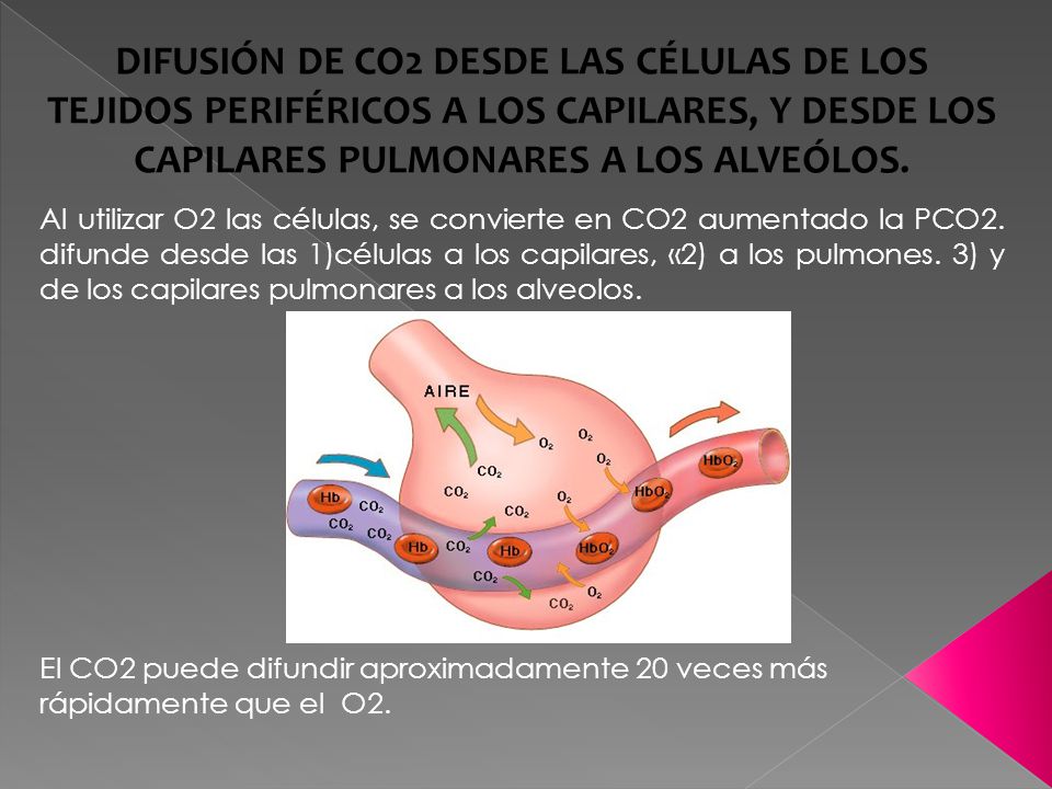 DIFUSIÓN DE CO2 DESDE LAS CÉLULAS DE LOS TEJIDOS PERIFÉRICOS A LOS CAPILARES, Y DESDE LOS CAPILARES PULMONARES A LOS ALVEÓLOS.