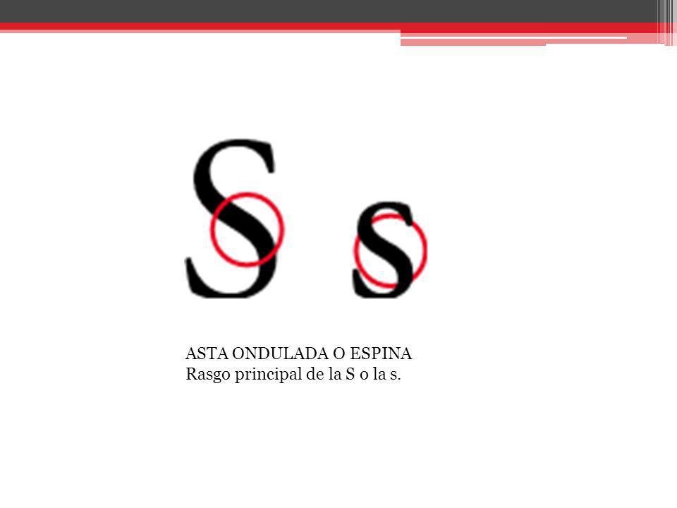 ASTA ONDULADA O ESPINA Rasgo principal de la S o la s.