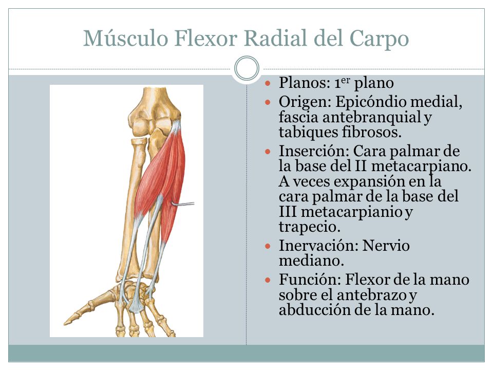 Músculo Flexor Radial del Carpo