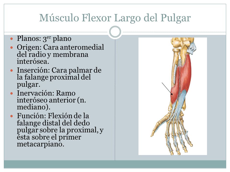 Músculo Flexor Largo del Pulgar