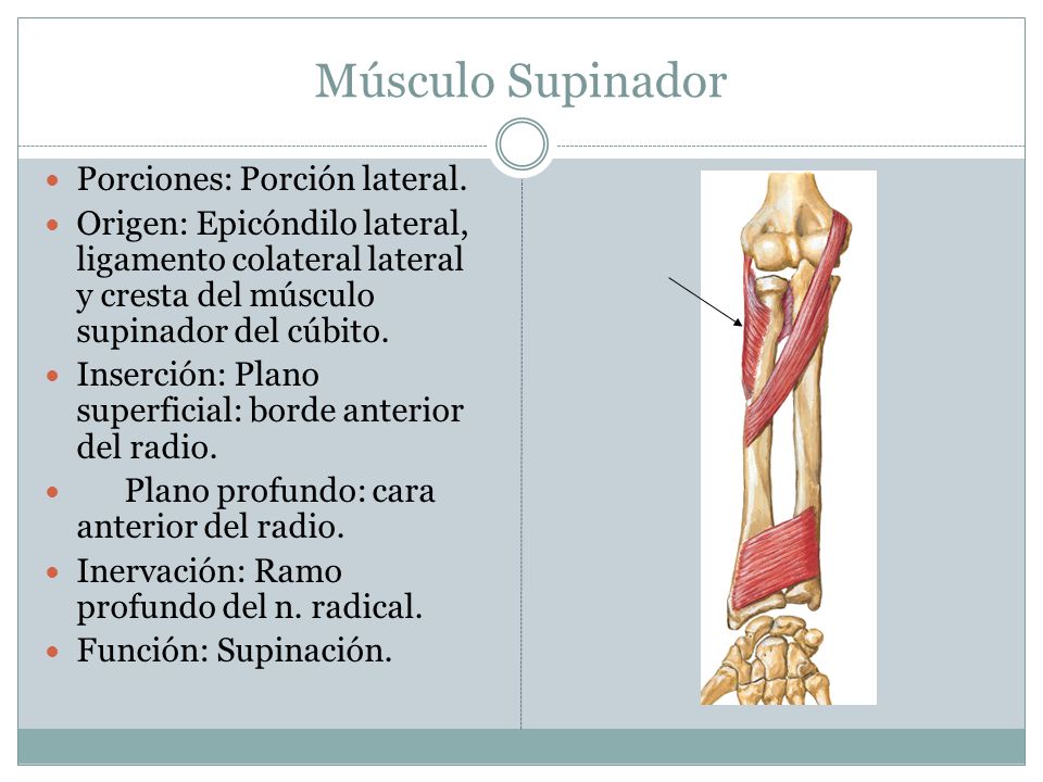 Músculo Supinador Porciones: Porción lateral.