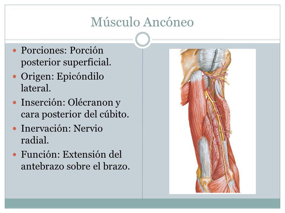 Músculo Ancóneo Porciones: Porción posterior superficial.