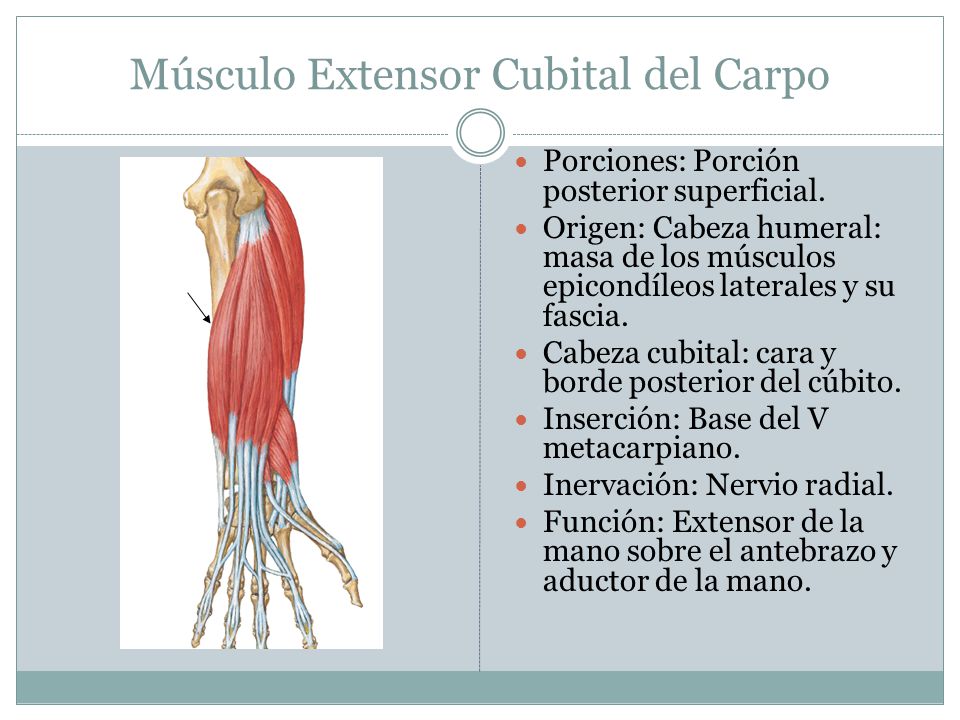 Músculo Extensor Cubital del Carpo